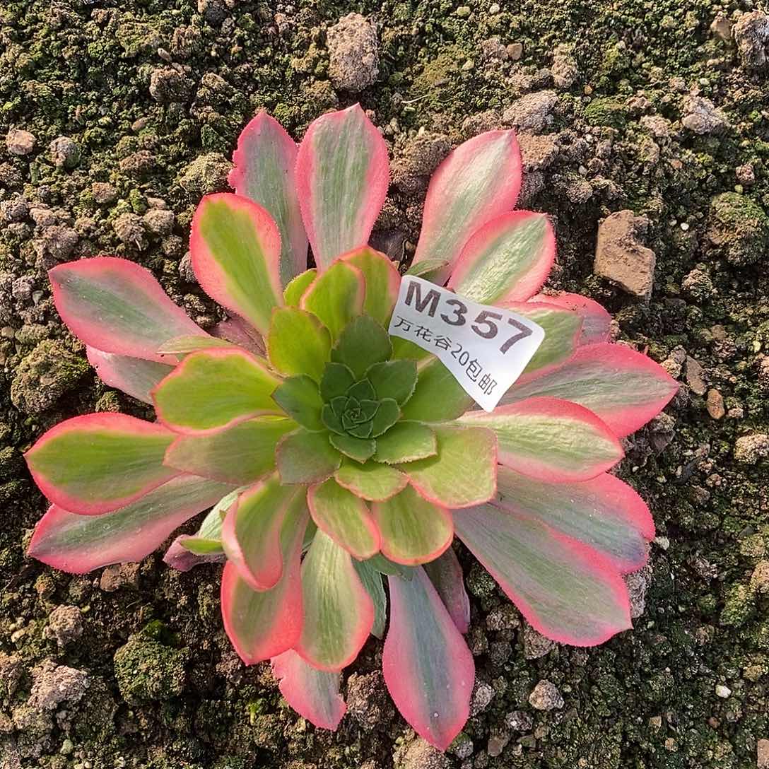 357粉女妖多肉植物