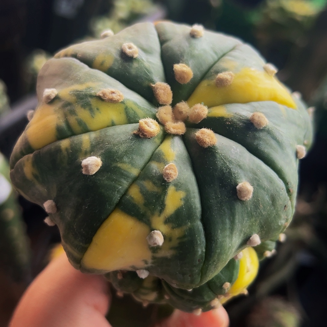 无花朵福利海星兜锦群277