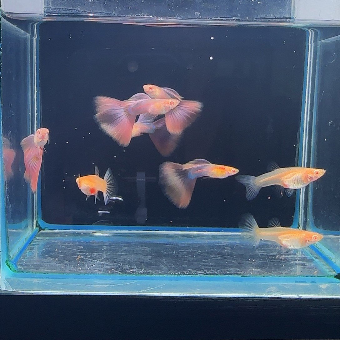 ****！孔雀鱼天使彩虹5公3母