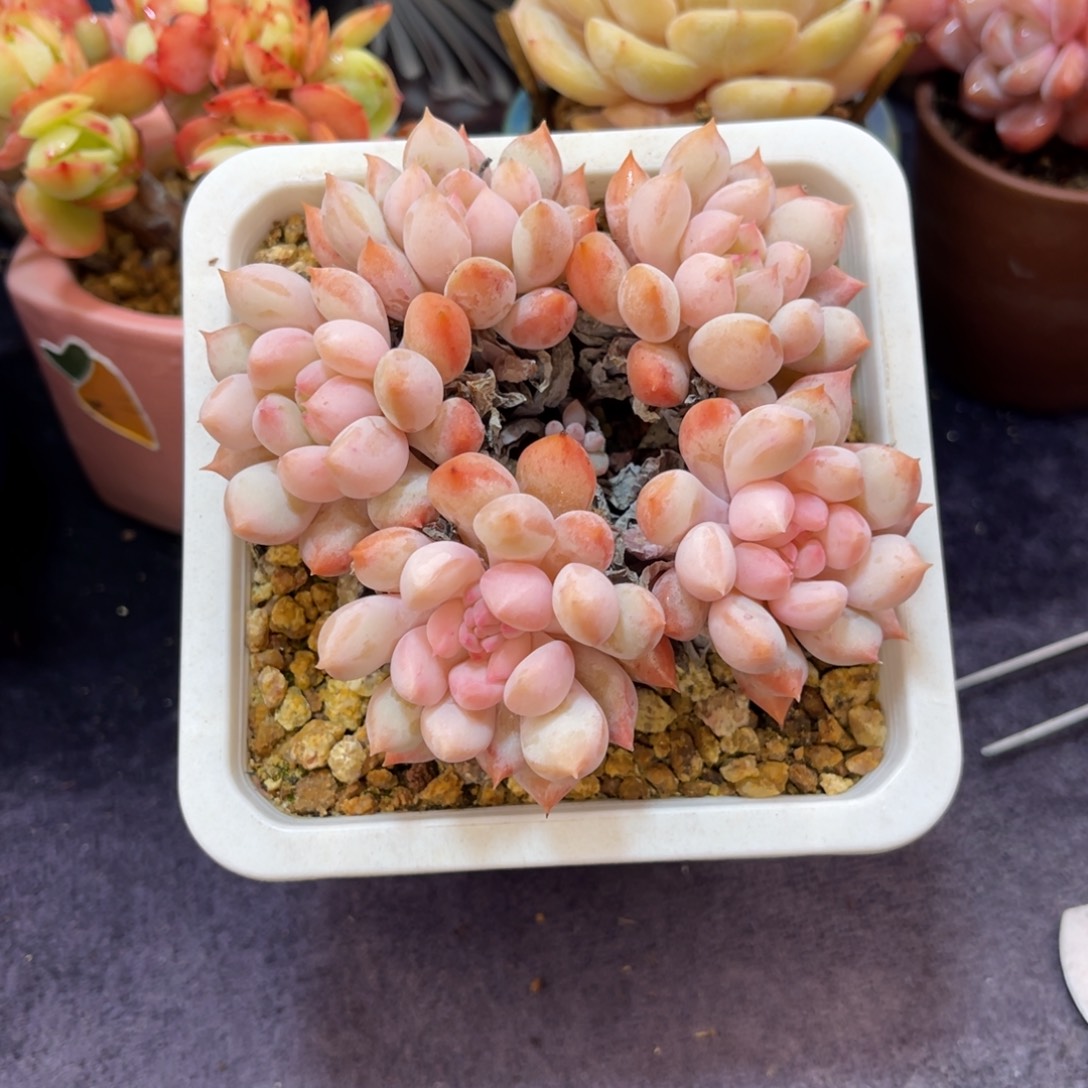 明珠 九公分 带盆