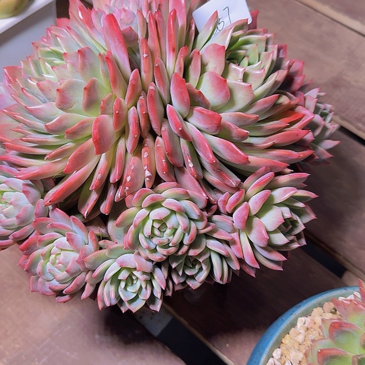 媛***媛1357杂交多肉植物