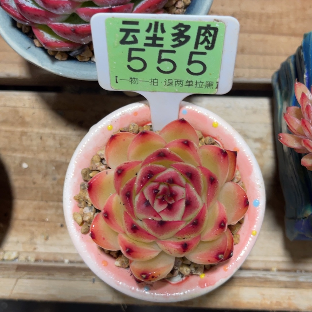 云尘多肉一物一拍不含盆555