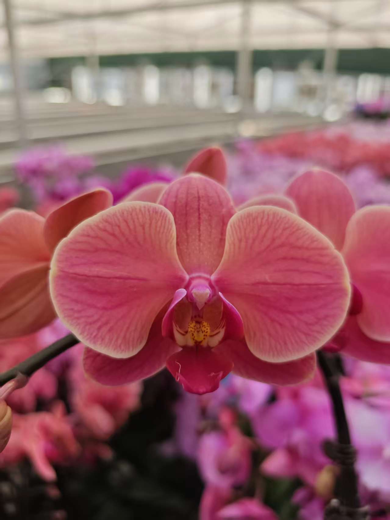 高品质橘色蝴蝶兰【纳博纳】带花剑带花苞四季开花室内好养盆栽