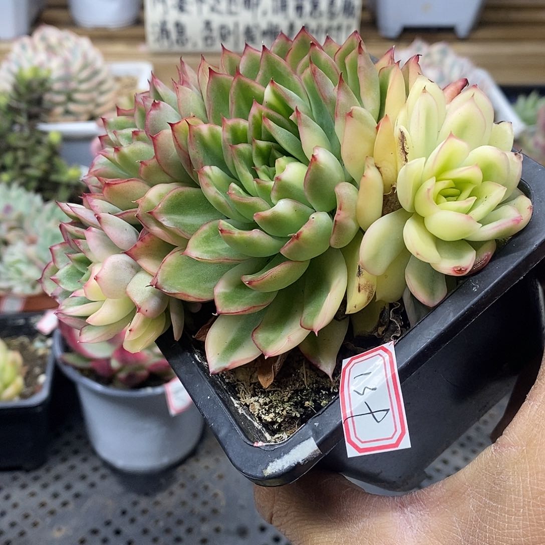 08139 绿意花脸锦群带宽锦头