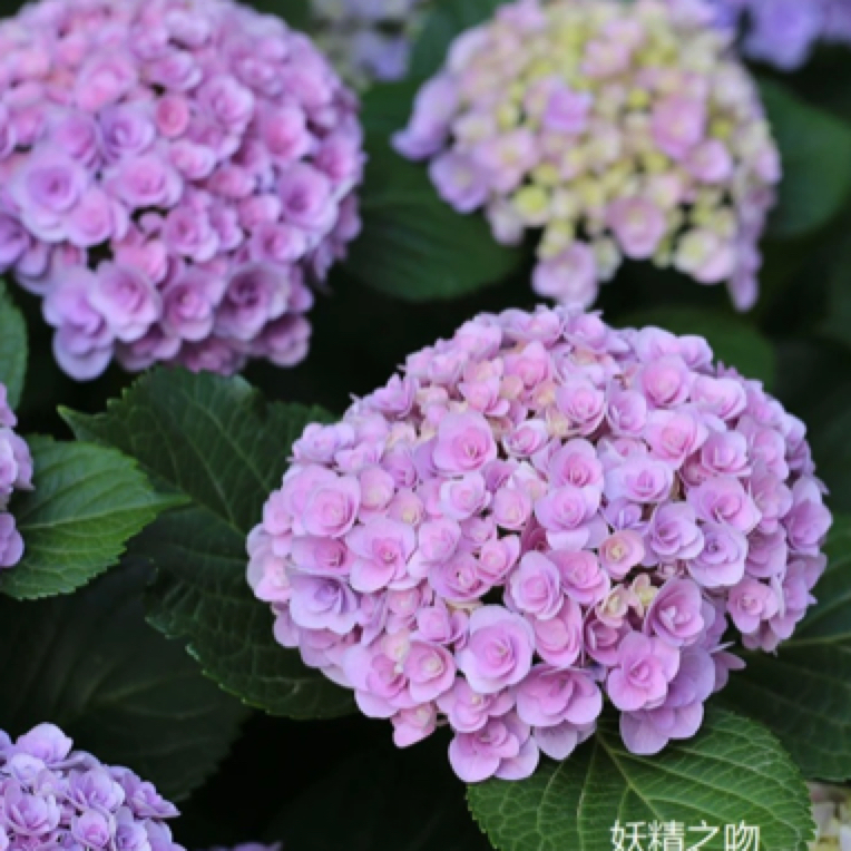 【妖精之吻】贵州露天绣球花盆栽绿植地栽易养活，不带花青苗发货