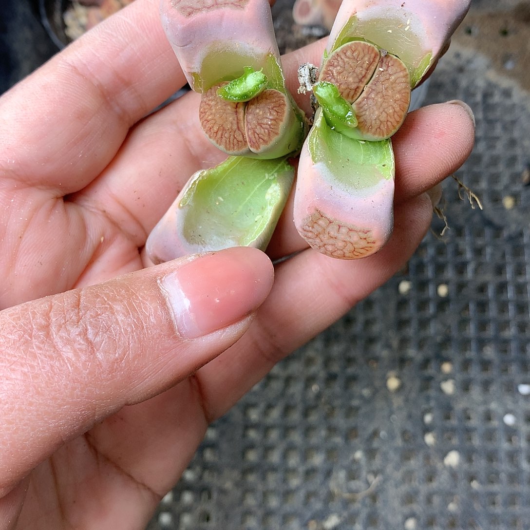 K144多肉植物保护研究所