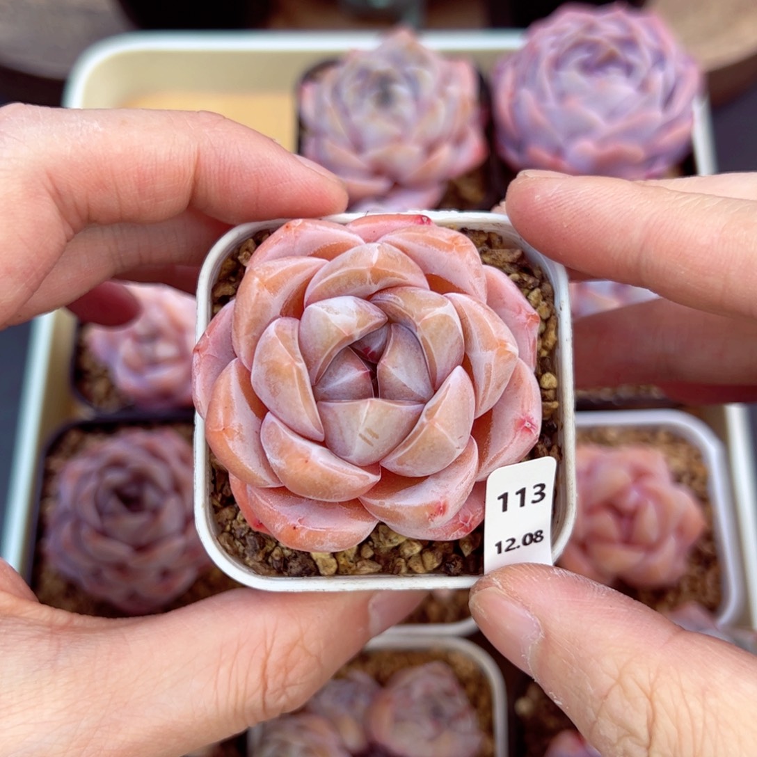 好好看113、哈哈哈哈哈