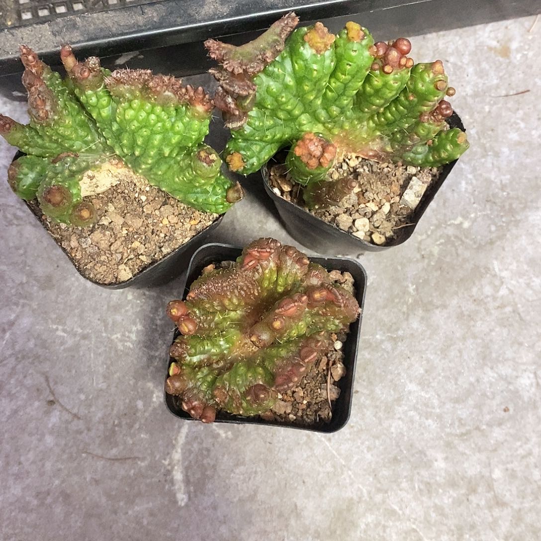 梁****一物一拍三颗仙人球