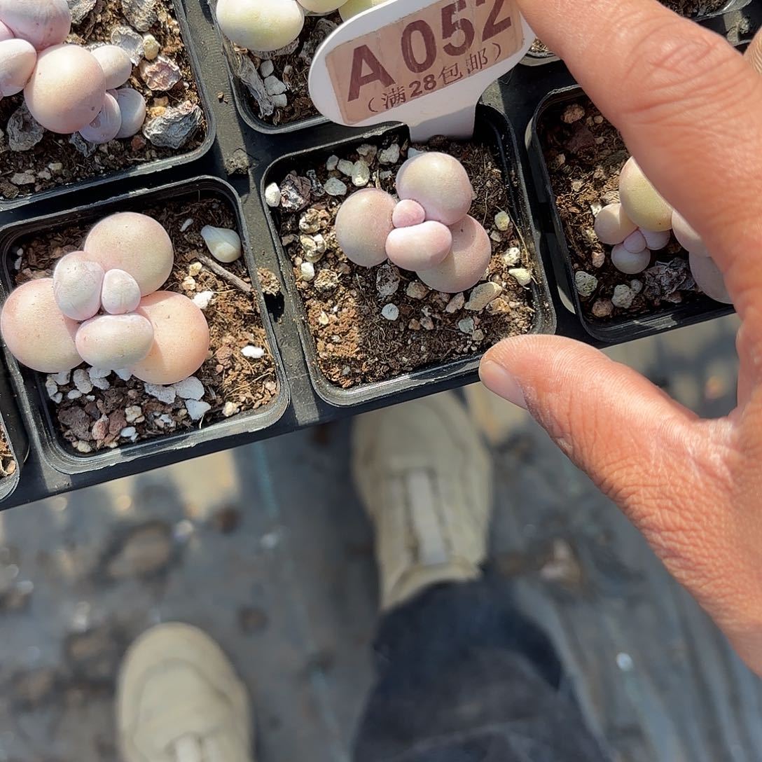 A052水光针一物一拍