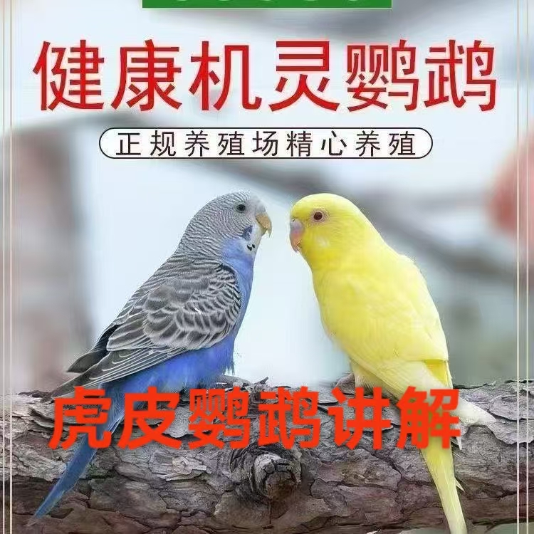 9鹦鹉活鸟讲解活物虎皮鹦鹉小鸟活鸟讲解类活鸟宠物鹦鹉怎么挑选