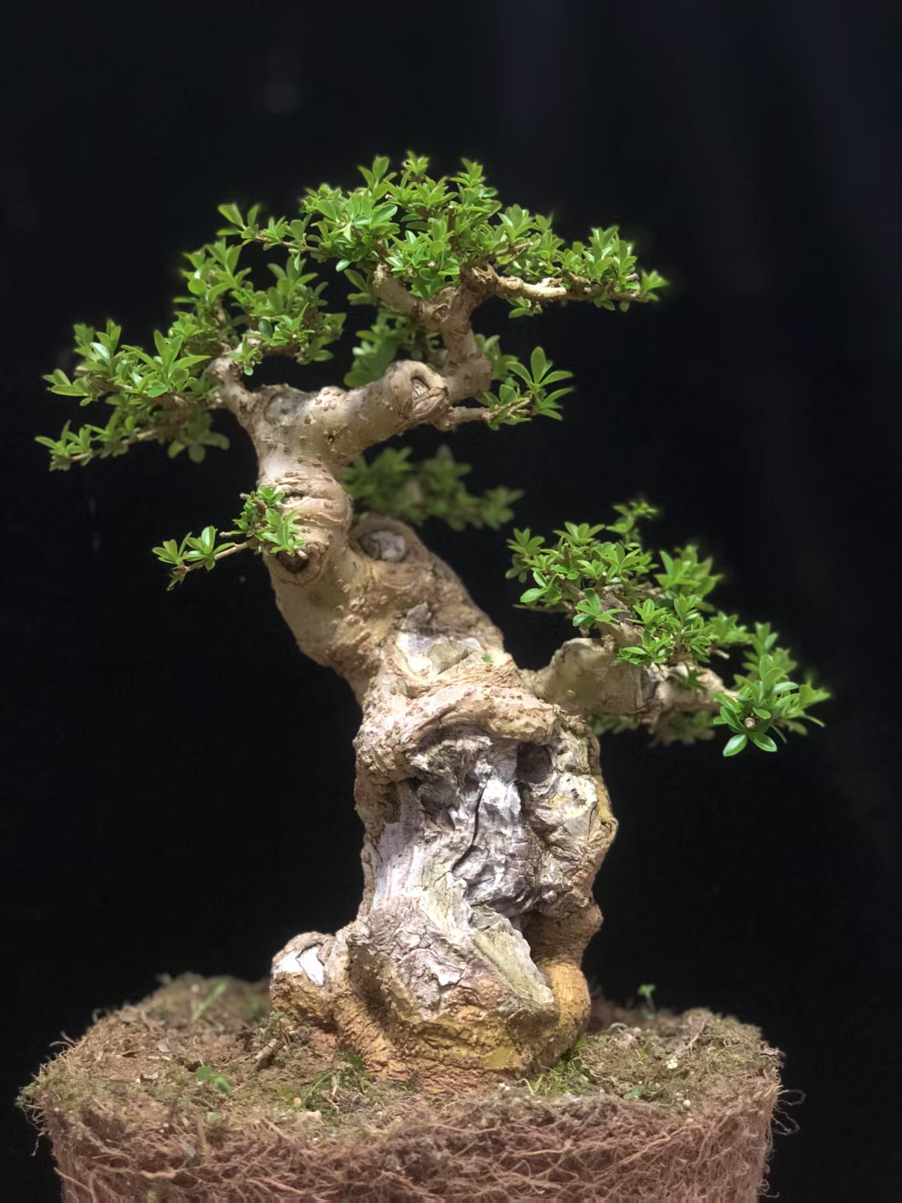观青意  年功老桩盆景  直播间一物一拍