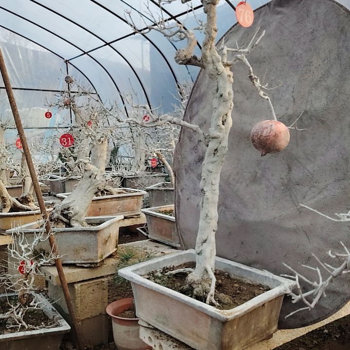 完全开放石榴盆景