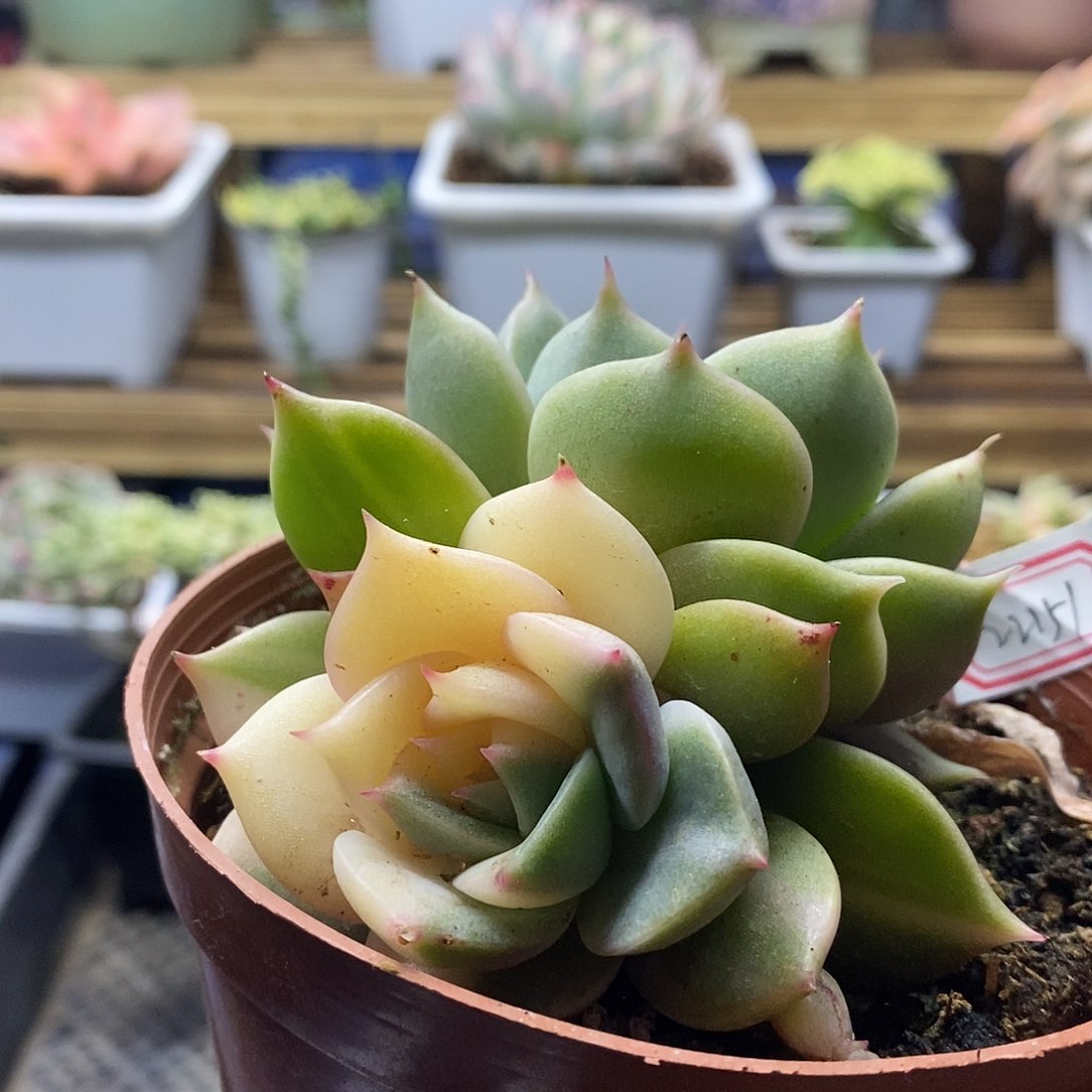 22151 贝加尔湖锦