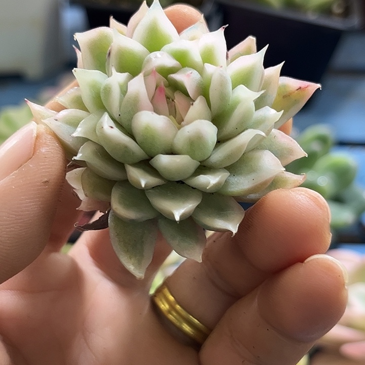 259白水晶锦炸了多肉植物