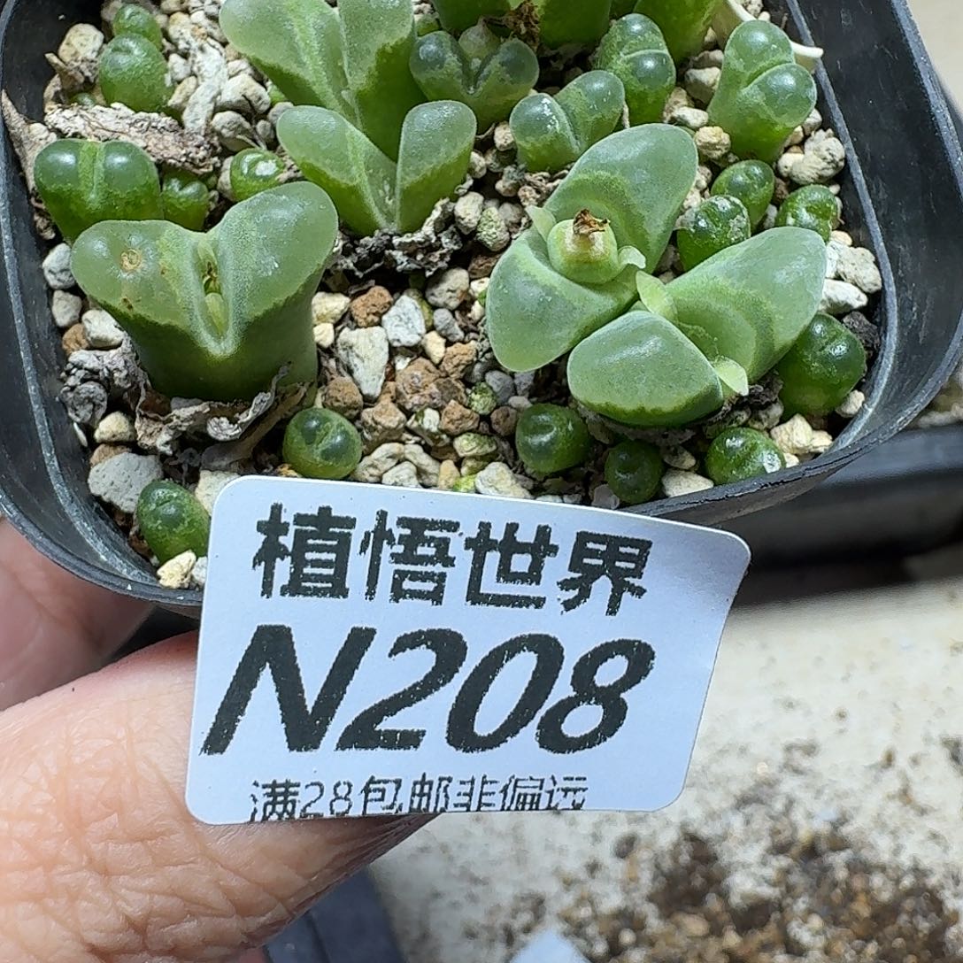 多肉植物的润泽fgbb