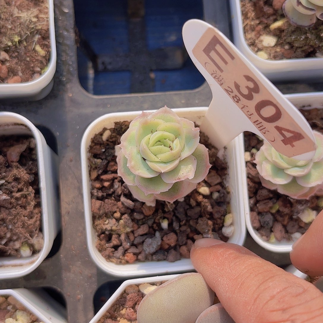 E304水晶虾饺一物语拍