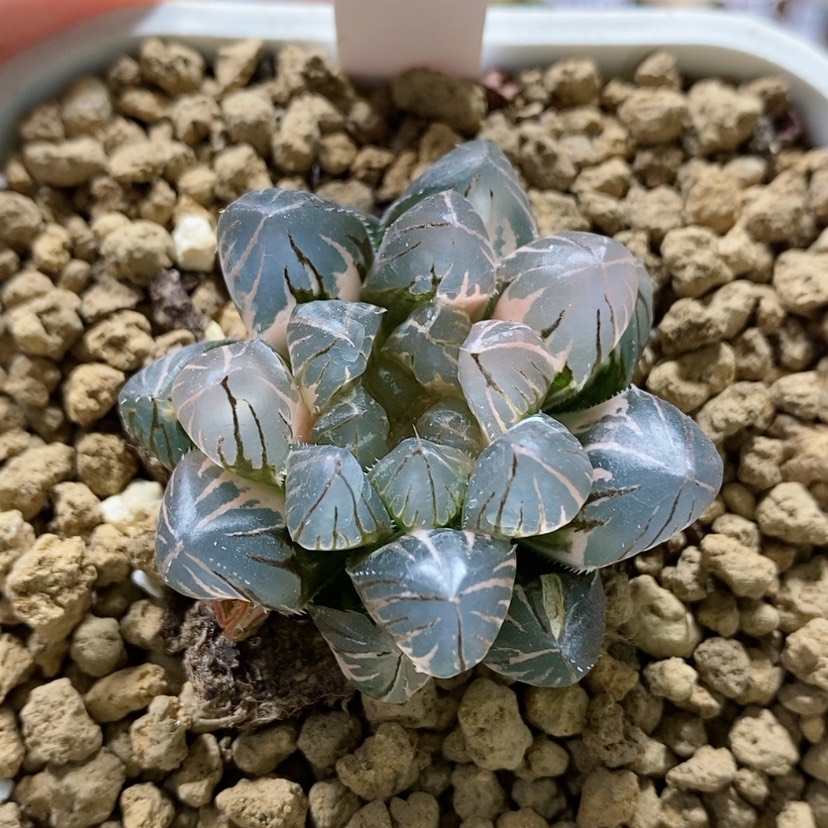 【闪购商品】10福利霓虹灯玉露锦