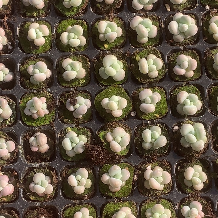 蛋黄7颗。（满9.99包邮不满9.99发叶子）