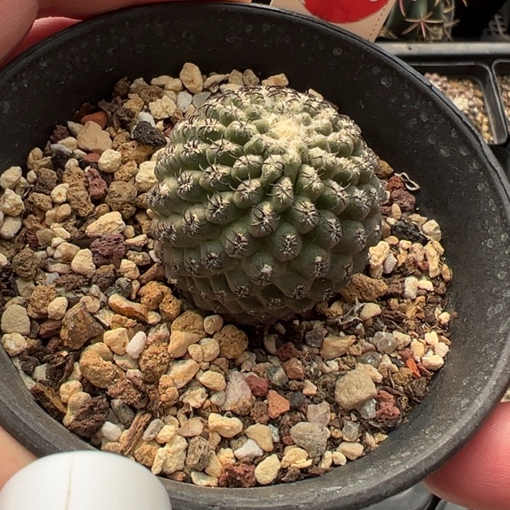 实生豹头3.7cm一棵仙人球