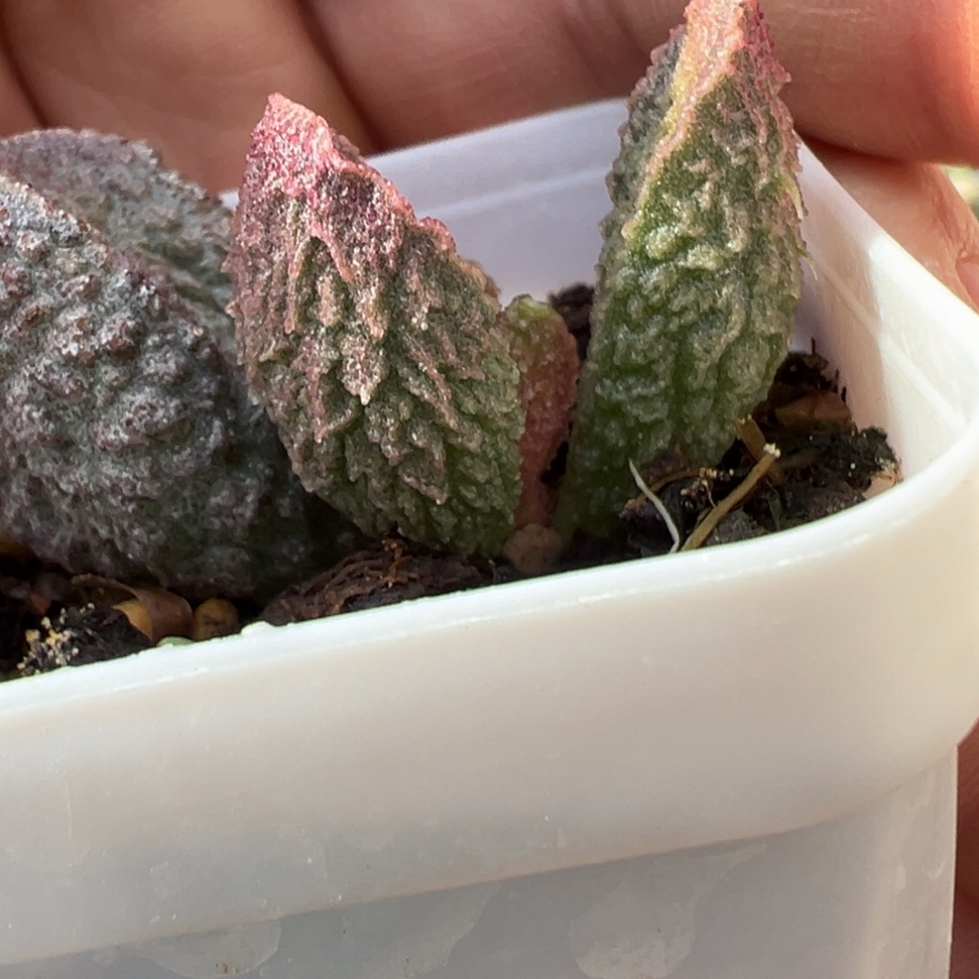 倒刺款新品多肉植物水泡