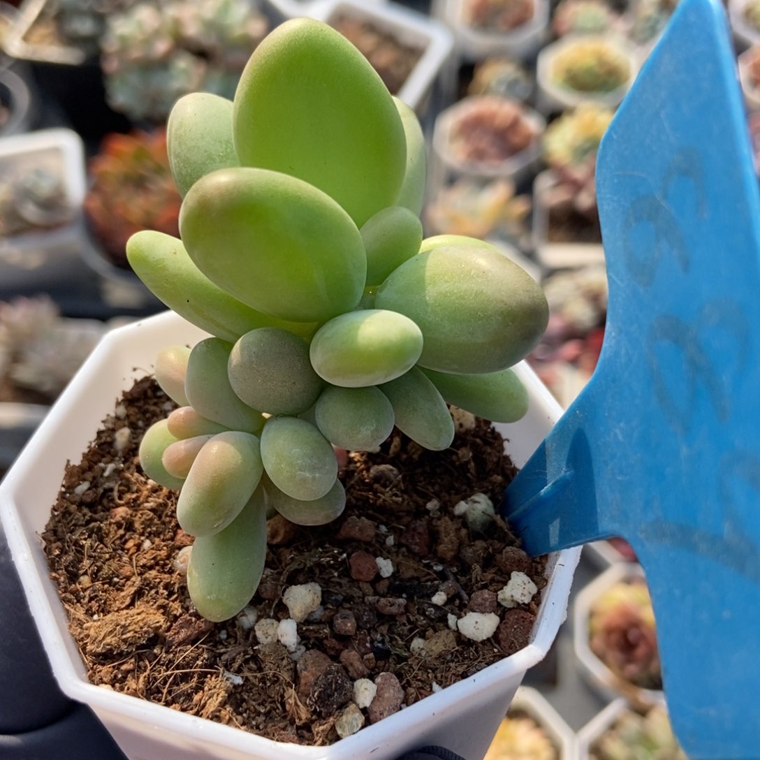 889芒果奶多肉植物保护