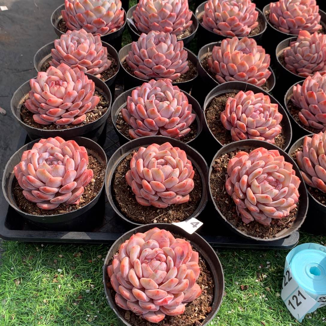 114橙子多肉植物组合