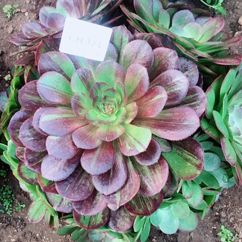 3.5-8花月夜多肉植物