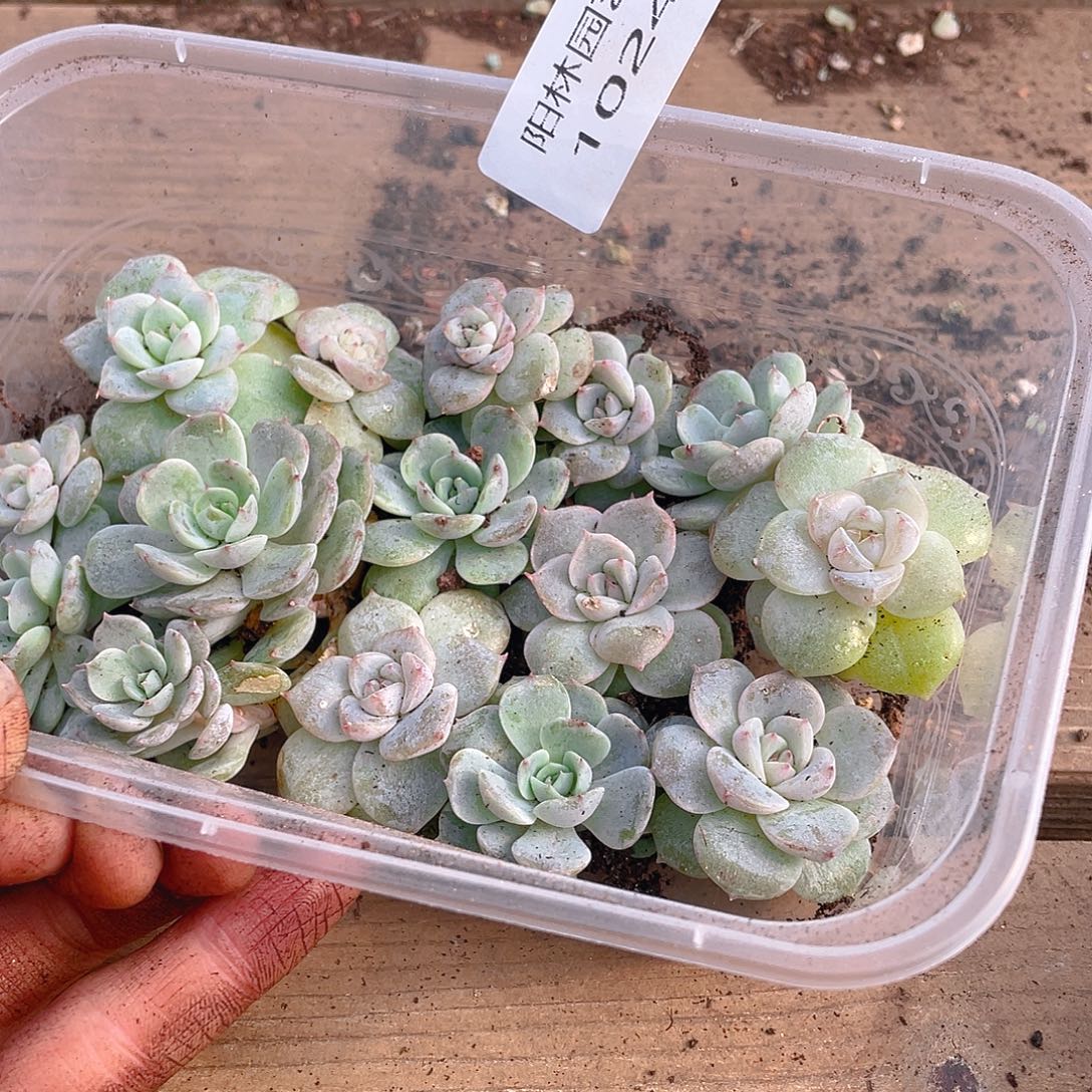 多肉植物多肉植物1024