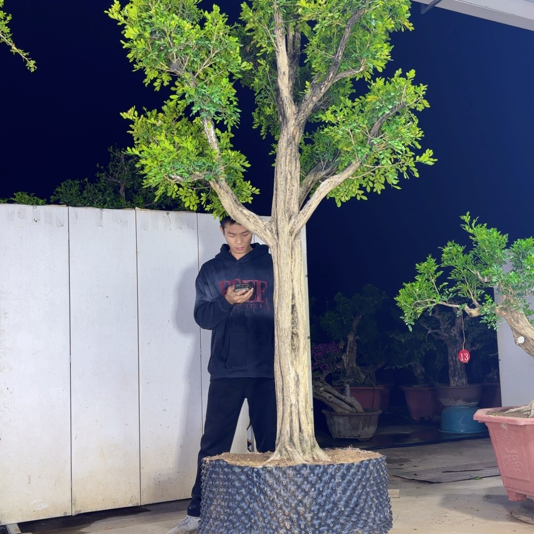 鹅***虎无花朵巨无霸庭院九里香