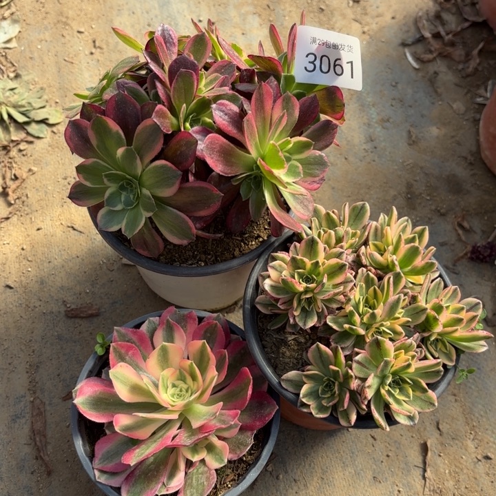 3颗多肉法师3061