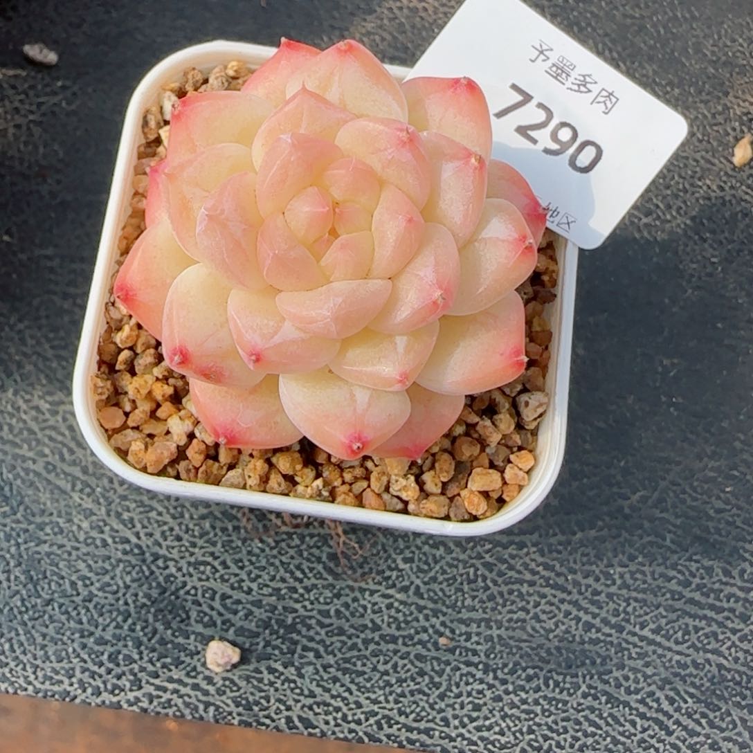 美心，7290多肉植物