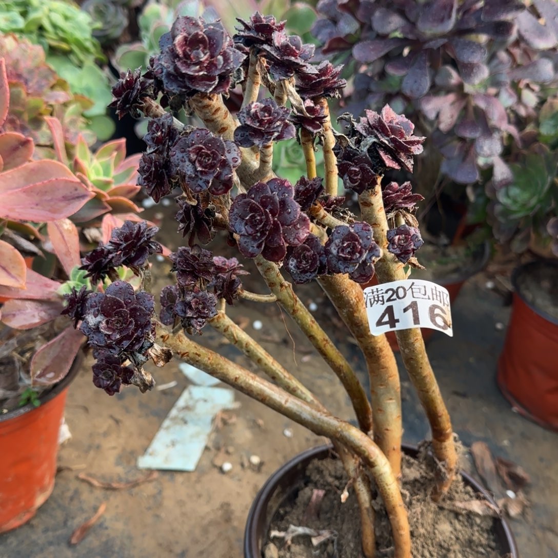 灰豆妖416满20包邮断枝不包