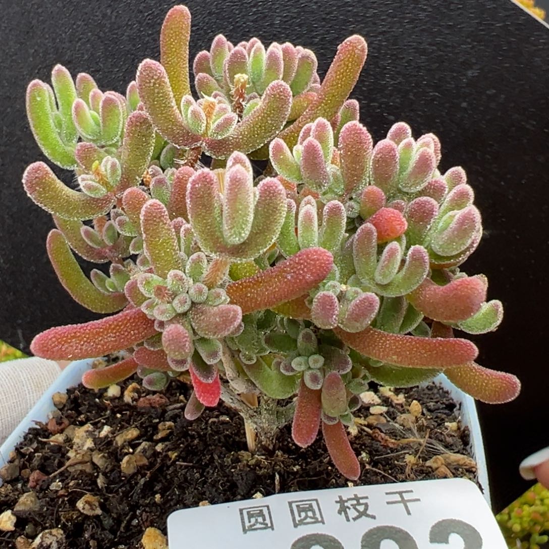 u823荔枝糯米糍冠幅5.5cm