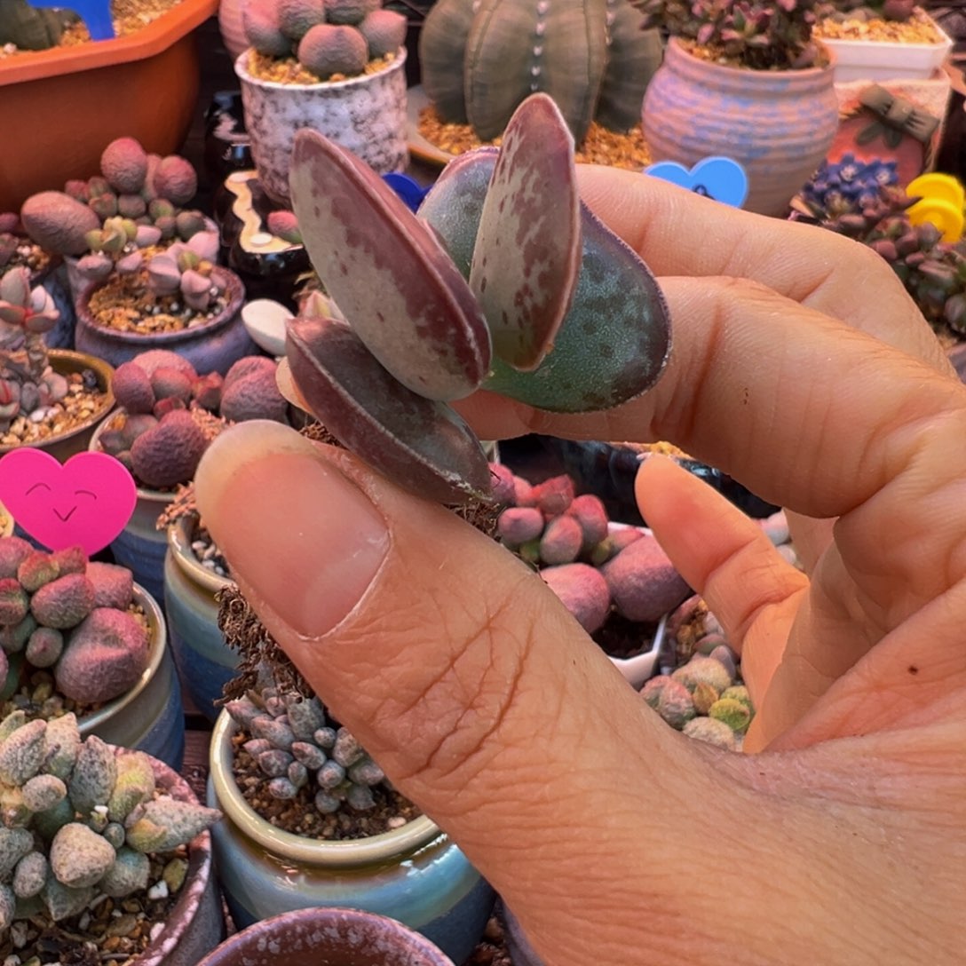 我的小可爱小可爱们要快乐