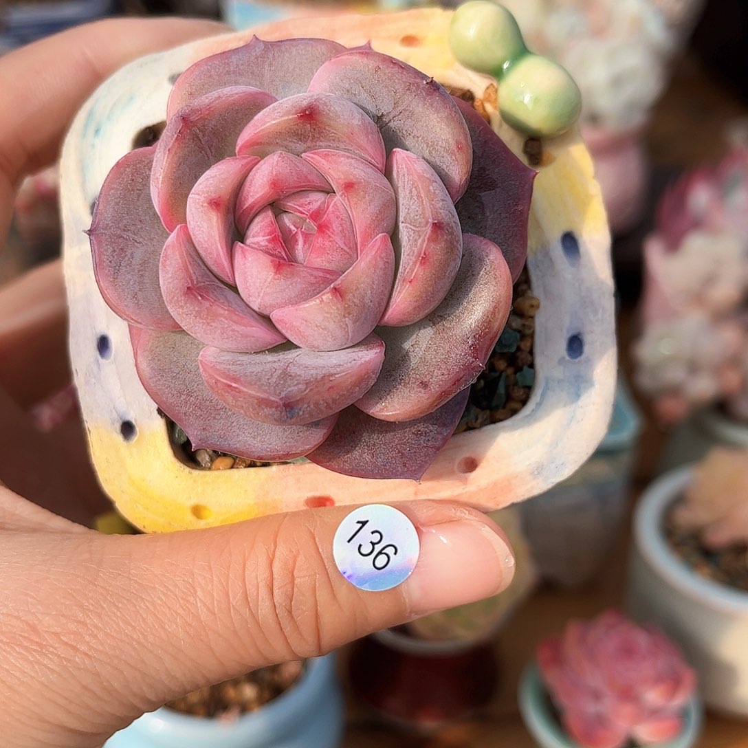 136多肉含盆土30元包邮除偏远