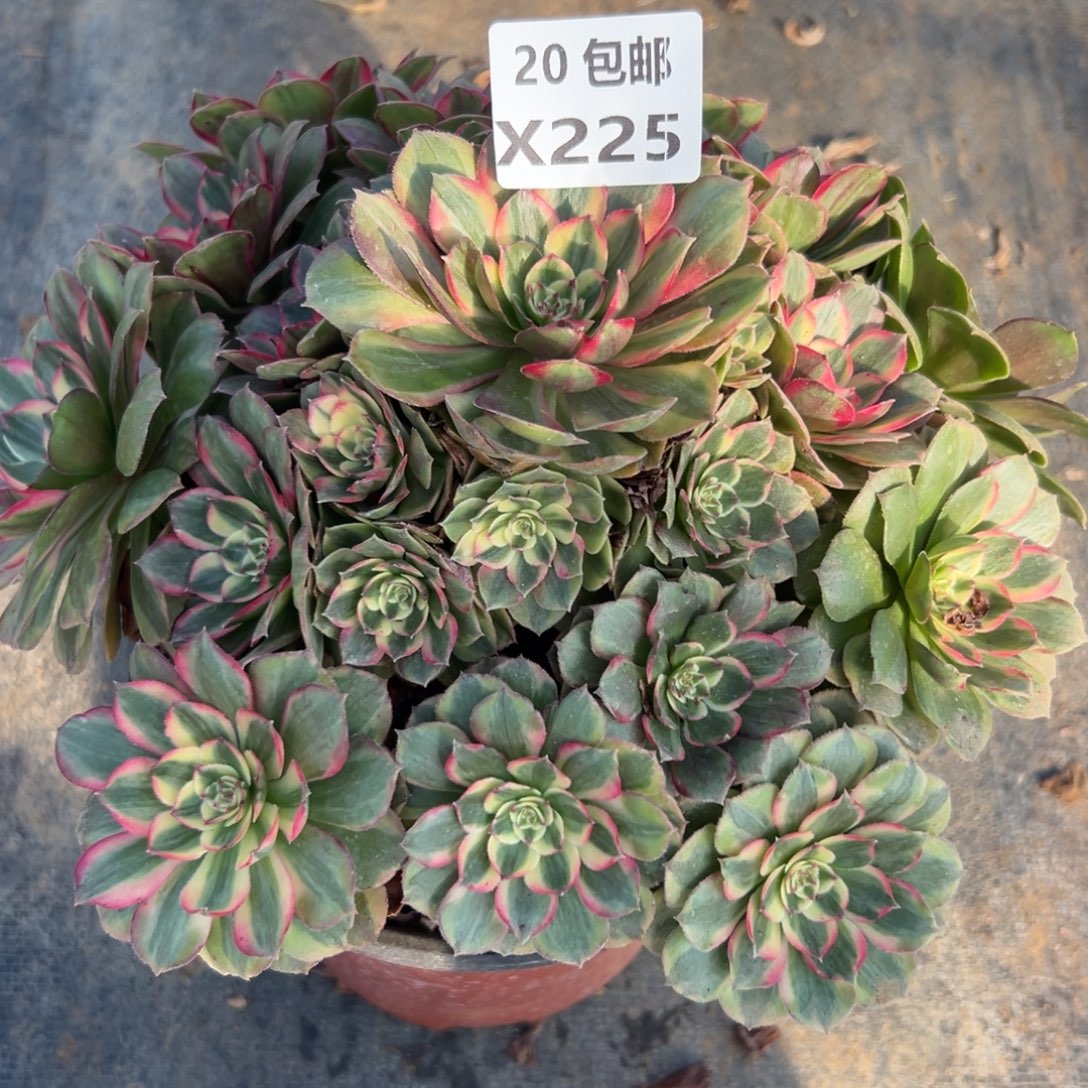 225新品，满20包邮嘟叮熊