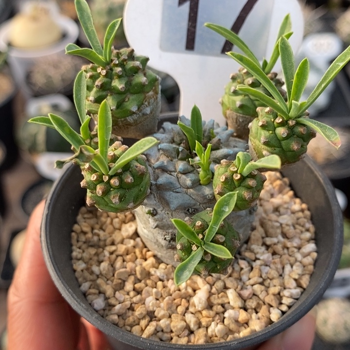 17号峨眉山大戟     