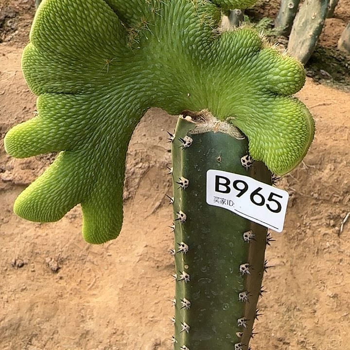 辉*嫁接青蛇缀化965