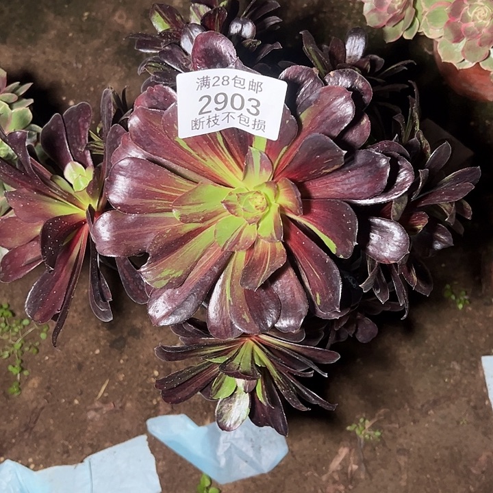 2903欧若拉多肉植物