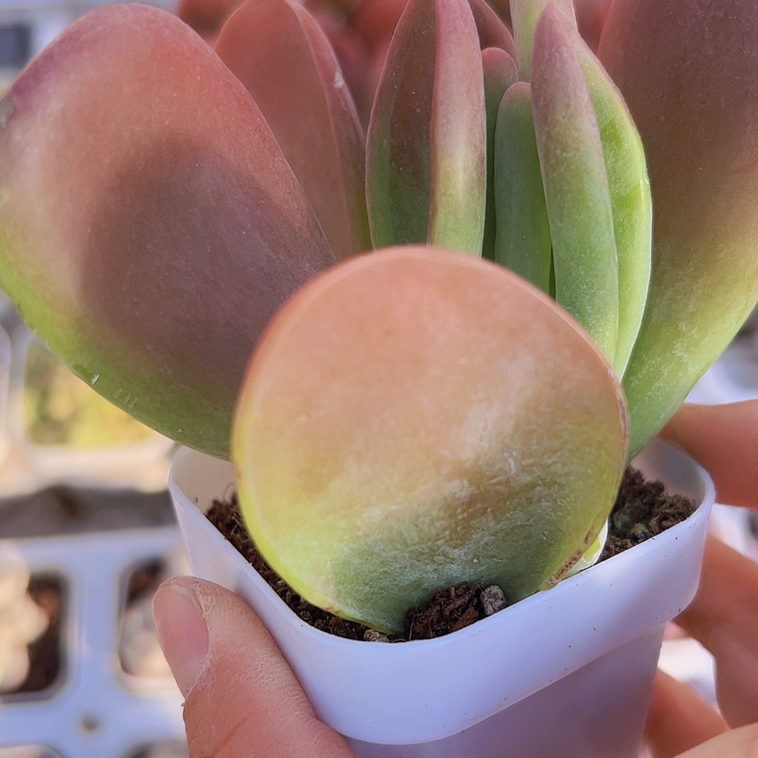 火狐狸19包邮多肉植物