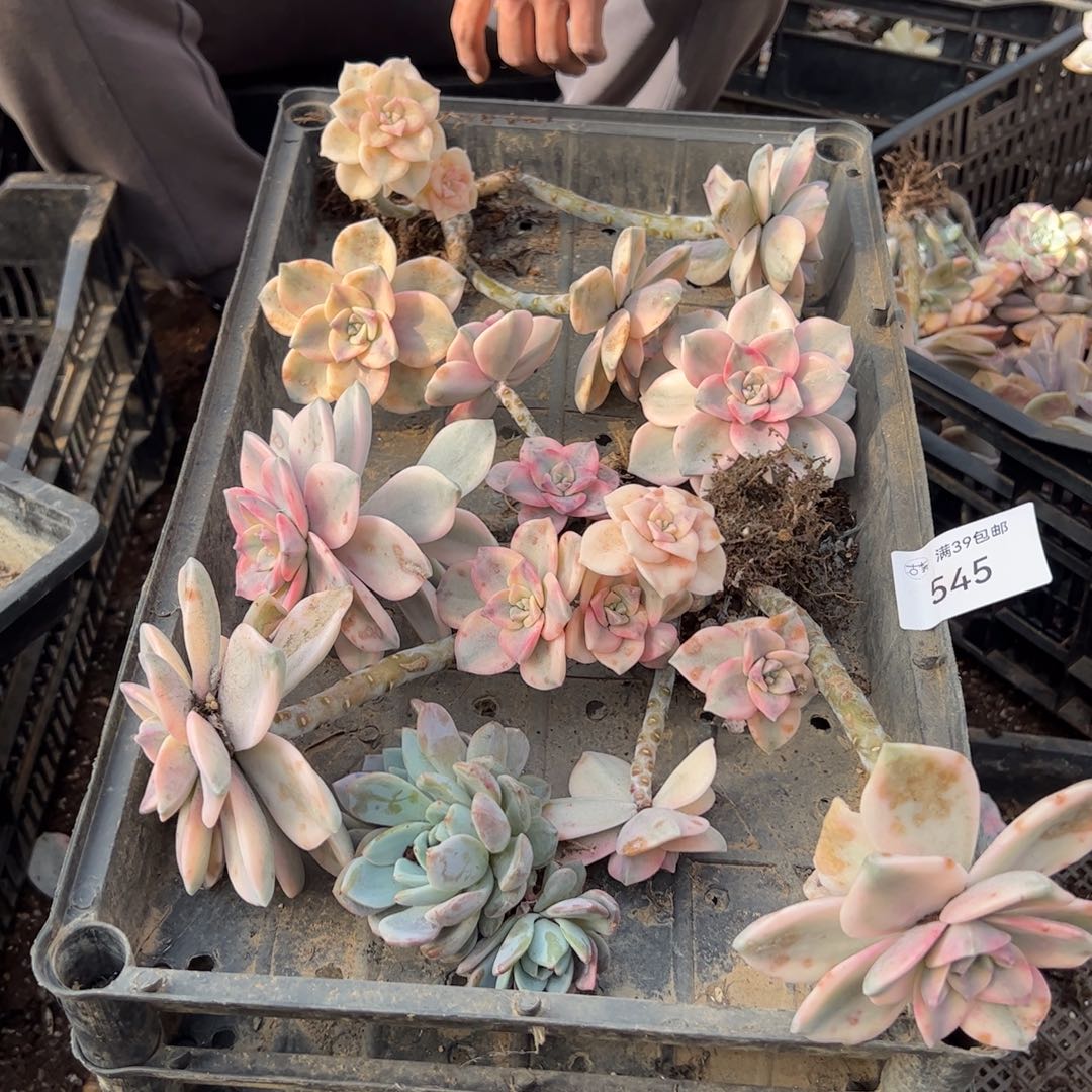 545多肉植物纤维维生素