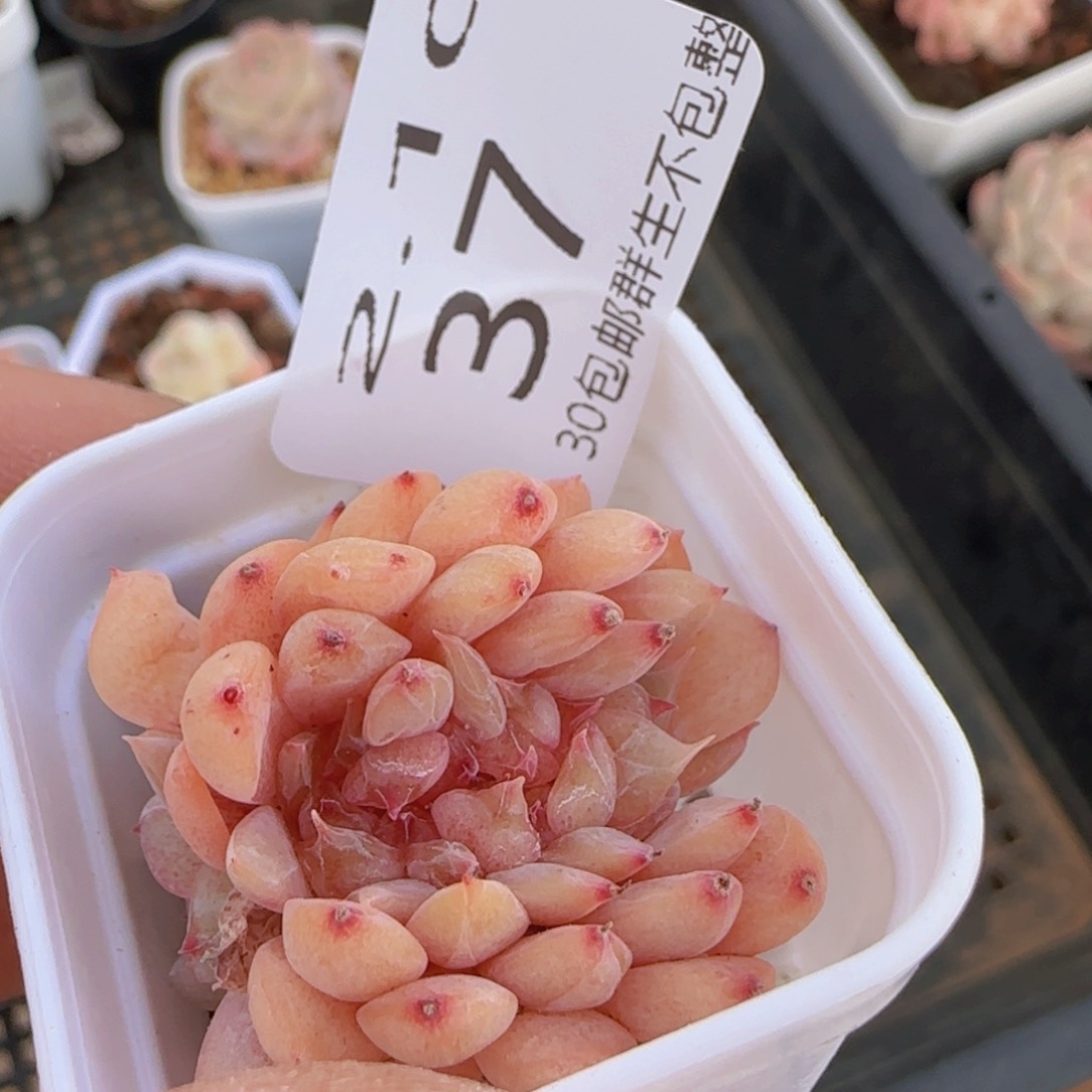 冰魄缀化一颗脱土发货