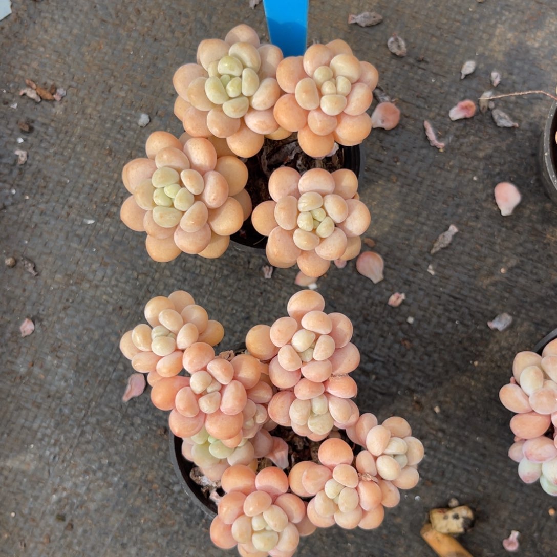 云尘多肉一物一拍995