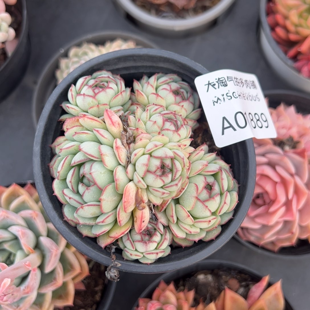 小红船一物一拍1889