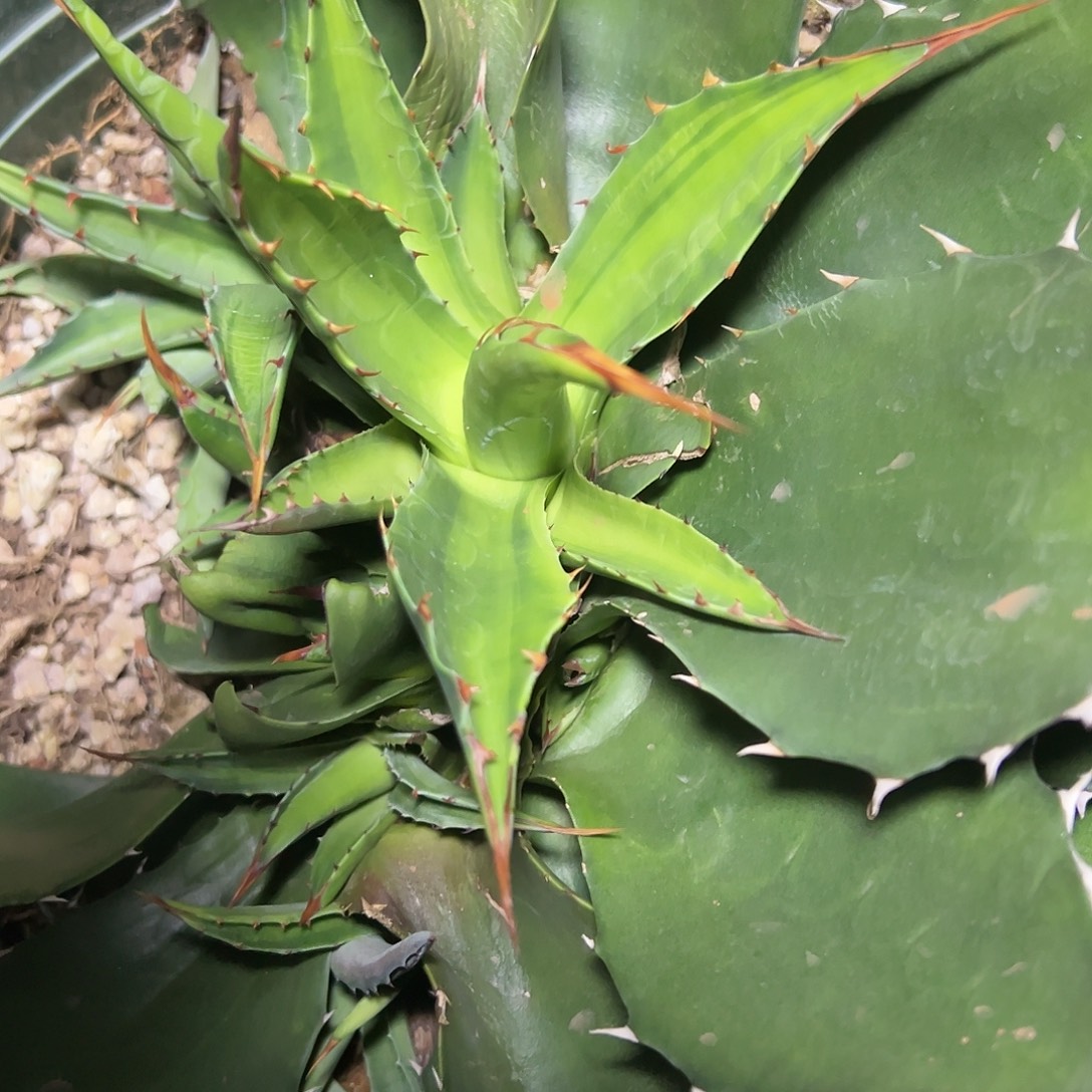 无花朵多肉植物蒙塔娜浅中斑