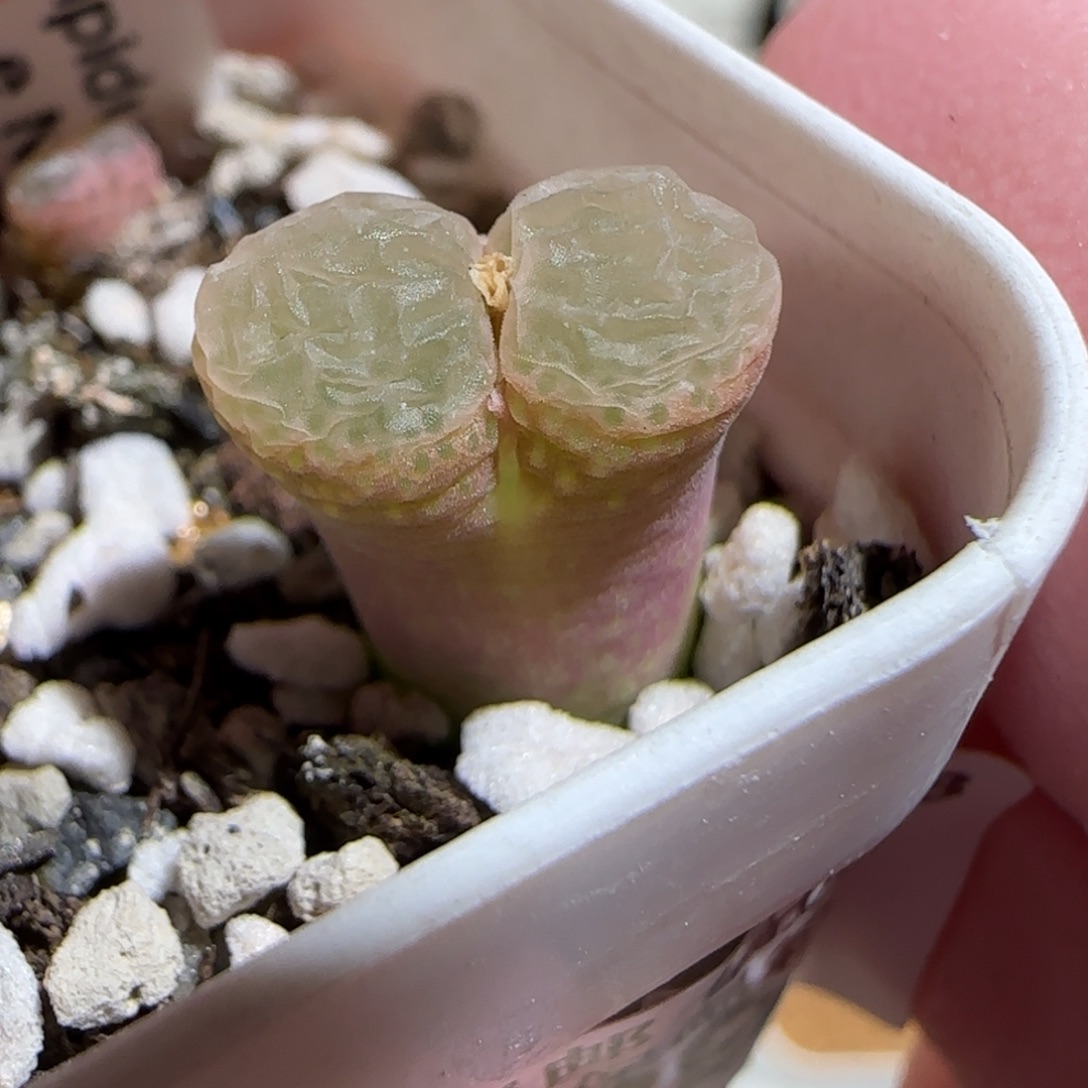 肉锥多肉植物组合-粉樱129