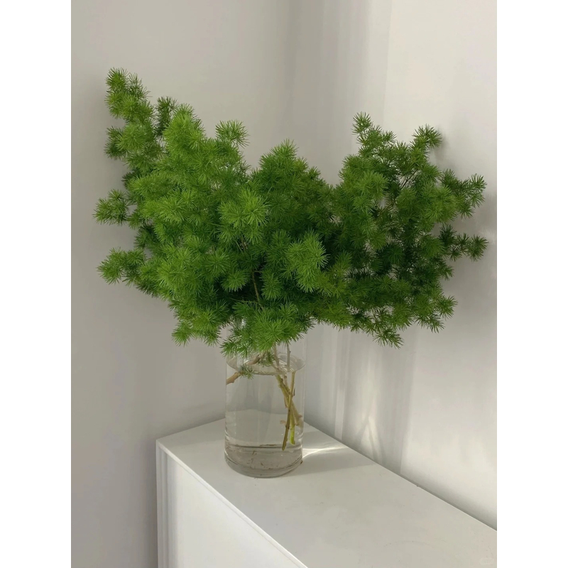 【蓬莱松】 一单包邮 云南鲜花昆明基地现采现发