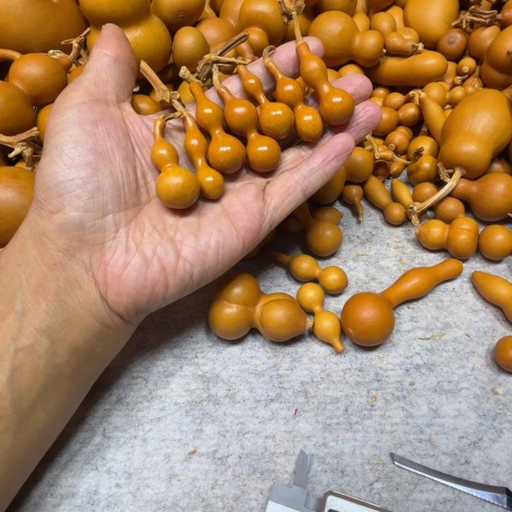 Y***1一的一的一把葫芦一的