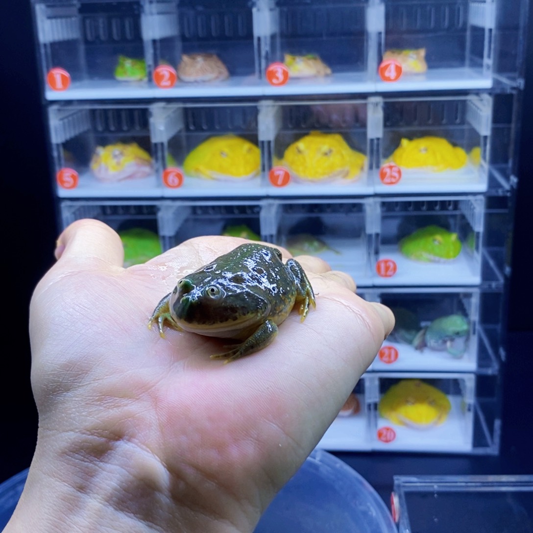 小丑蛙蛙超级福利