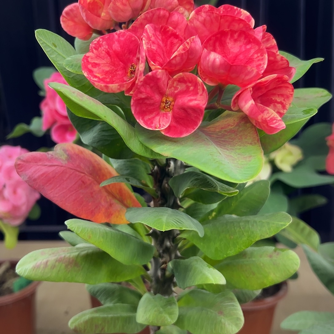 兴旺泰国大花虎刺梅